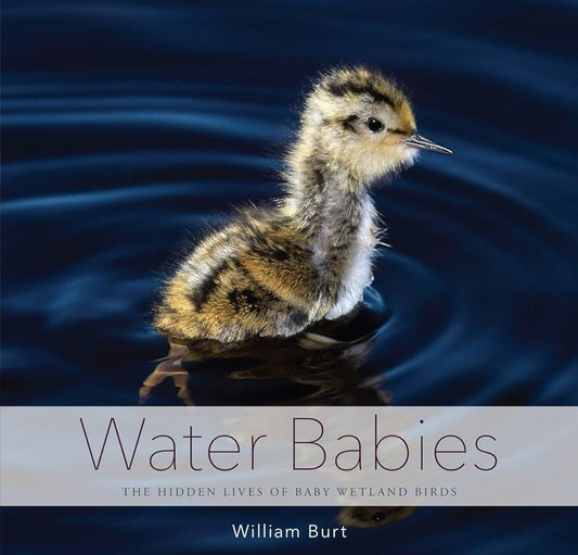 Water Babies: The Hidden Lives of Baby Wetland Birds cover image