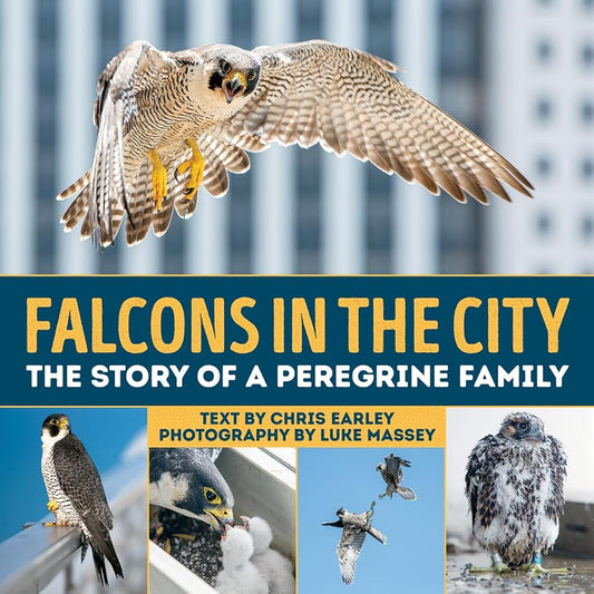 Falcons in the City: The Story of a Peregine Family cover image