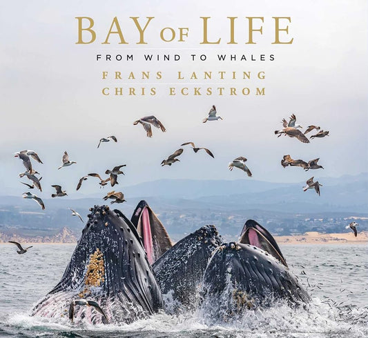 Bay of Life: From Wind to Whales cover image