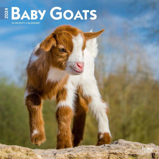 Baby Goats | 2024 12 x 24 Inch Monthly Square Wall Calendar | BrownTrout | Domestic Animals cover image