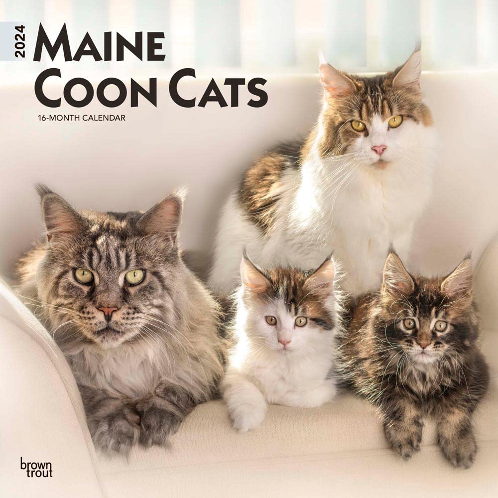 Maine Coon Cats | 2024 12 x 24 Inch Monthly Square Wall Calendar | BrownTrout | Animals Feline Kittens cover image