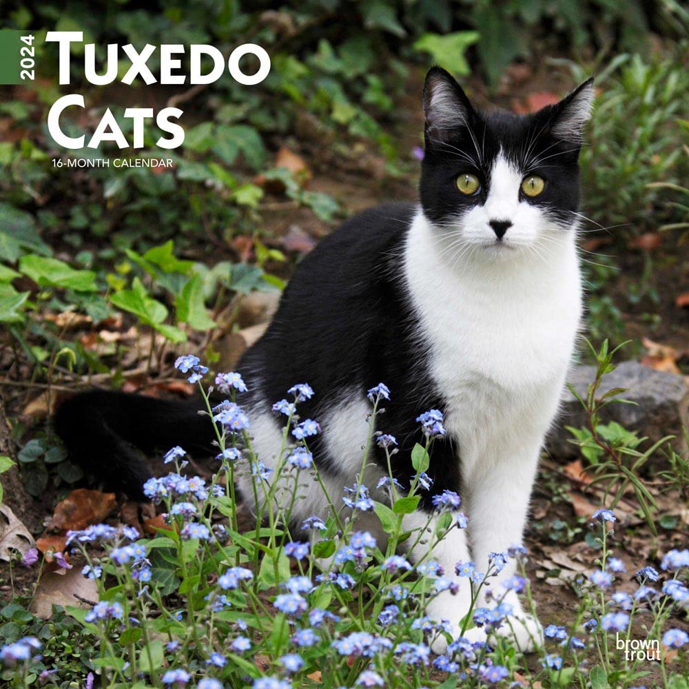 Tuxedo Cats | 2024 12 x 24 Inch Monthly Square Wall Calendar | BrownTrout | Animals Kittens Feline cover image