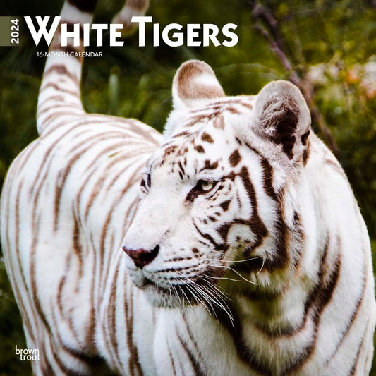 White Tigers | 2024 12 x 24 Inch Monthly Square Wall Calendar | BrownTrout | Wildlife Zoo Animals cover image